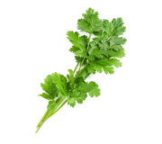 Насіння коріандру