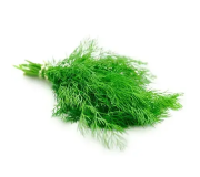 Насіння кропу