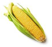 Насіння кукурудзи