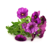 Насіння квітів