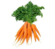 Насіння моркви