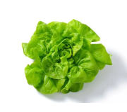 Насіння салату