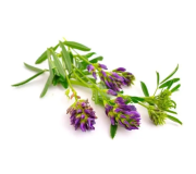 Насіння сидератів