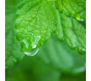 Прилипачі та ад'юванти