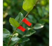 Засоби підв'язки рослин