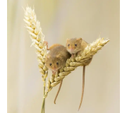 Засоби від гризунів