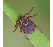 Засоби від кліщів - акарициди