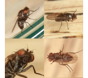 Засоби від побутових комах