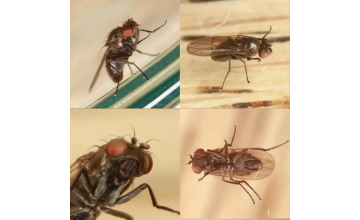 Засоби від побутових комах