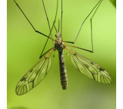 Засоби від комарів та кліщів