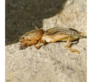 Засоби від ведмедки