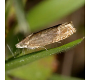 Засоби від молі