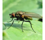 Засоби від мух