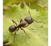 Засоби від мурах. тарганів, блох та клопів