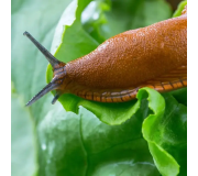 Засоби від слимаків та равликів