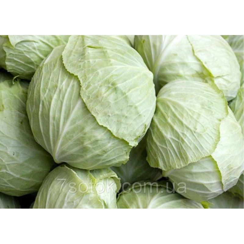 Насіння капусти Харківська Зимова, 0,5кг